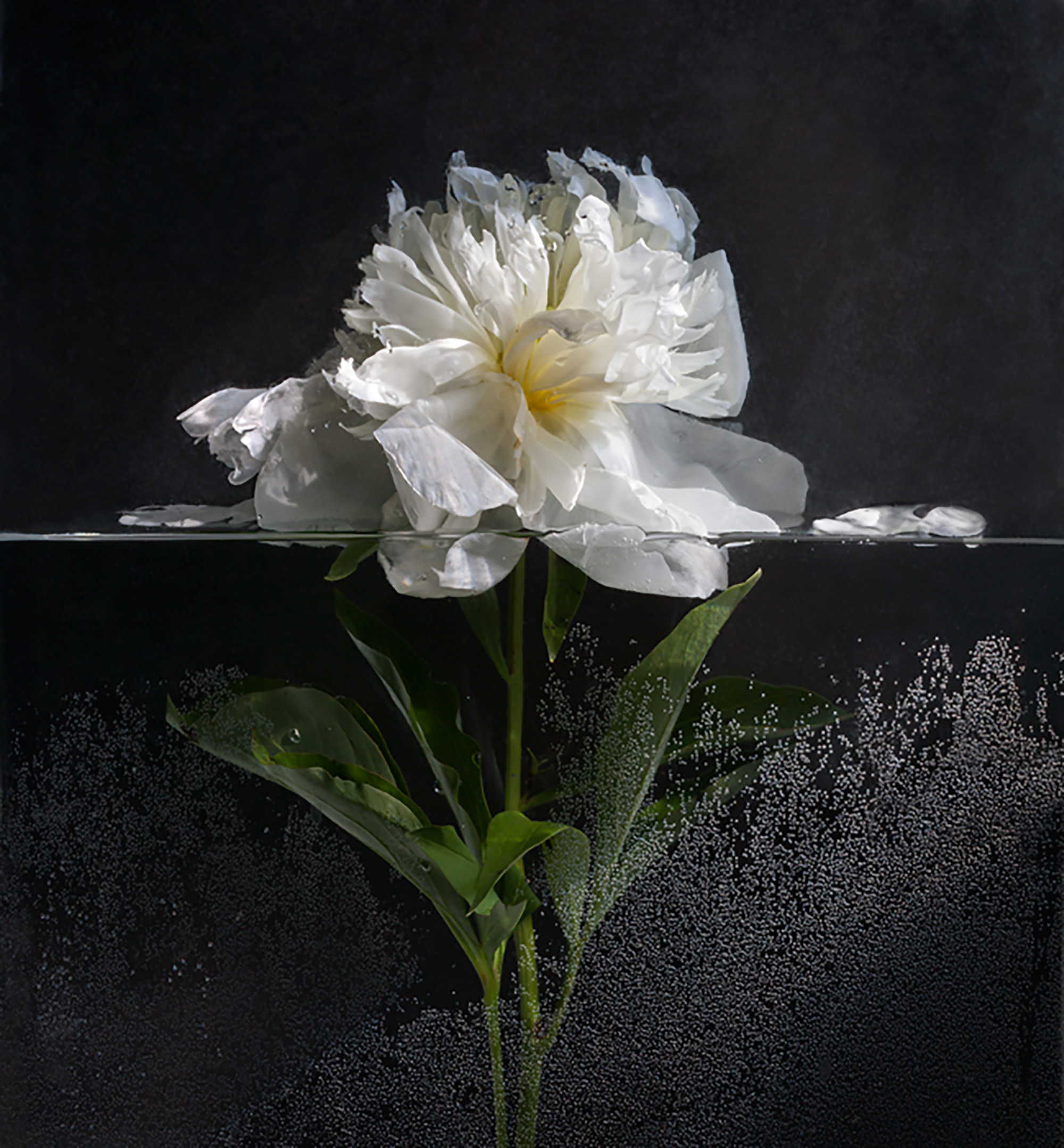 Peonia blanca II. Serie Plantas sumergidas (medidas variables) - Pilar  Pequeño | Barnebys