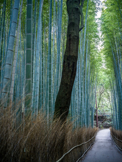 Isabel Ruiz | Bamboo