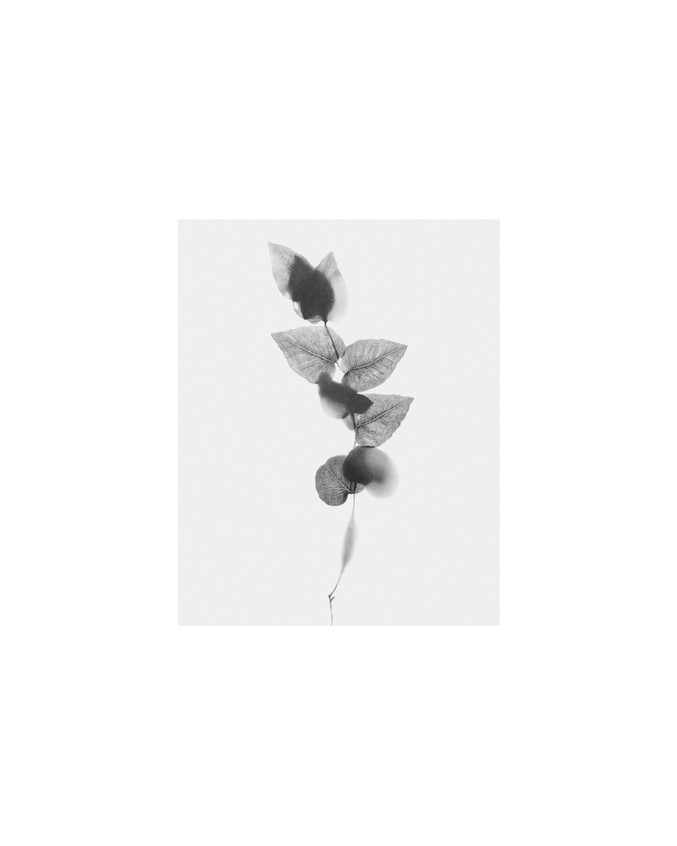 Manu Iranzo | Botanica i