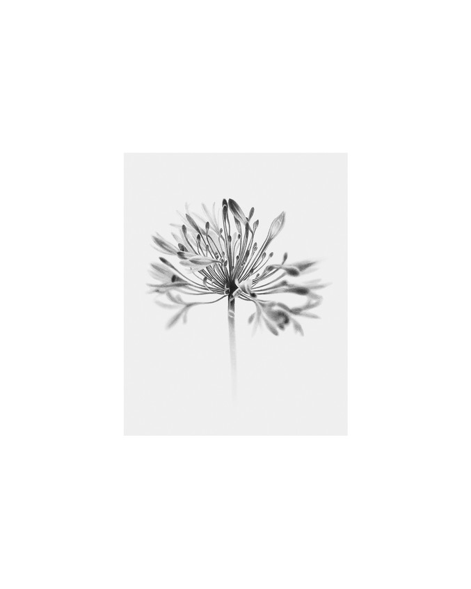 Manu Iranzo | Botanica ii