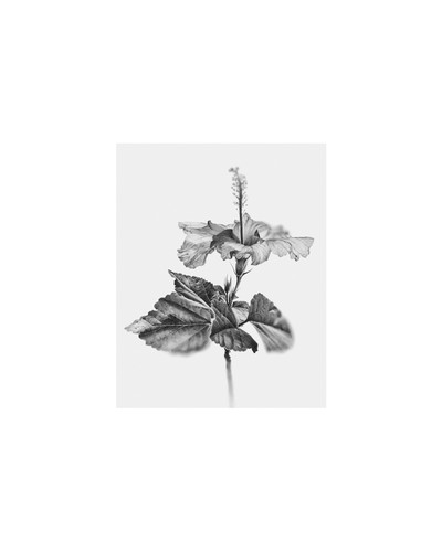 Manu Iranzo | Botanica iii