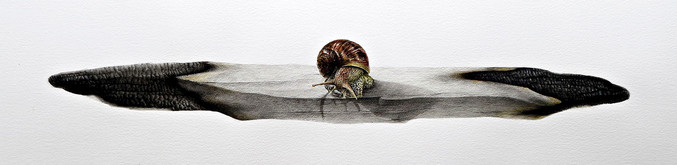 Nacho Zubelzu | Caracol II (Serie Resistencias)