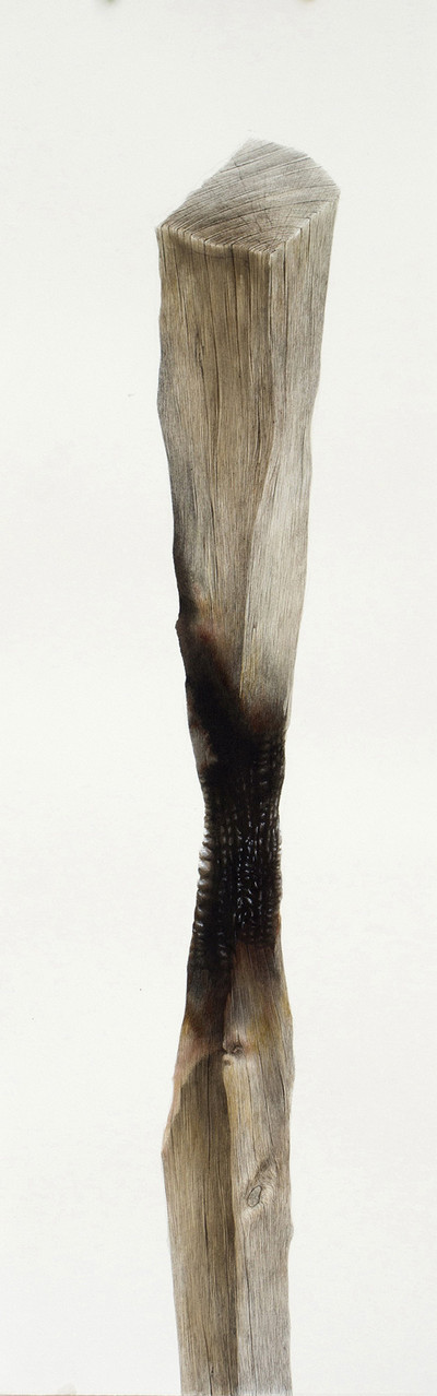 Nacho Zubelzu | Monte Dobra Nacho Zubelzu | Monte Dobra