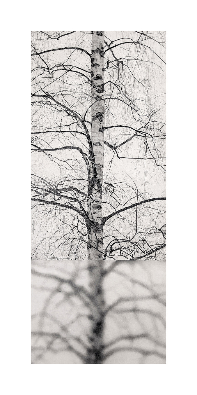 Manu Iranzo | Arbol interrumpido 1