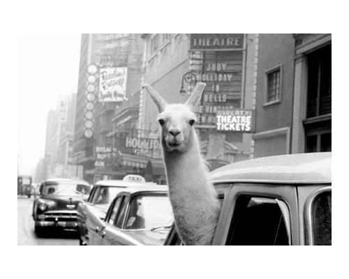 Art Madrid'24 – Contact sheets: from Margaret Thatcher to A llama in Times  Square